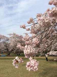 12961591_1010417299040423_8829313479461212680_n