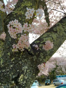 13012797_1010417302373756_436238013663897006_n